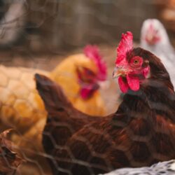 Biozabezpečení malochovů drůbeže proti ptačí chřipce. Co doporučují veterináři